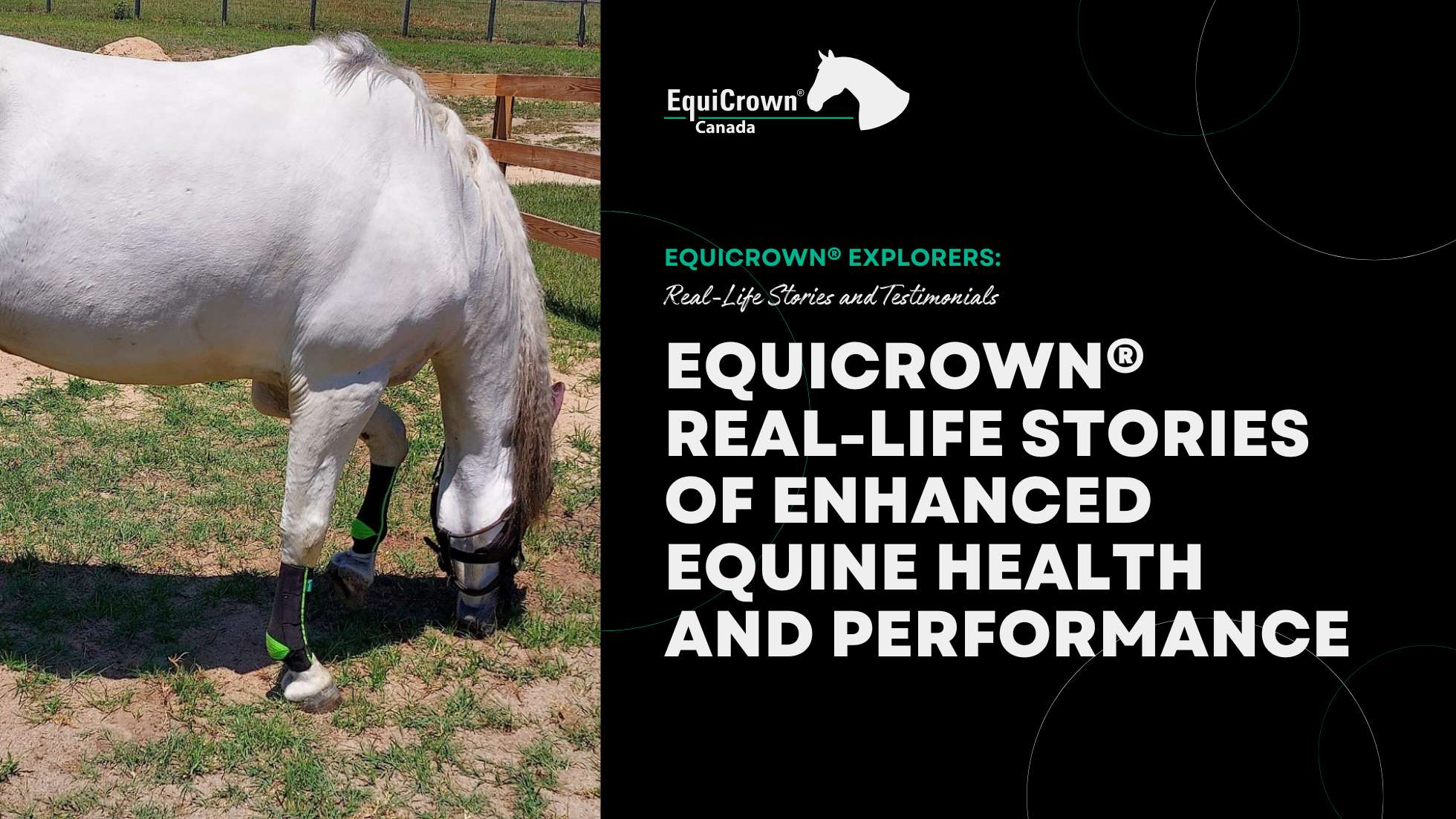 EquiCrown® Compression Bandages Reallife Stories of Enhanced Equine