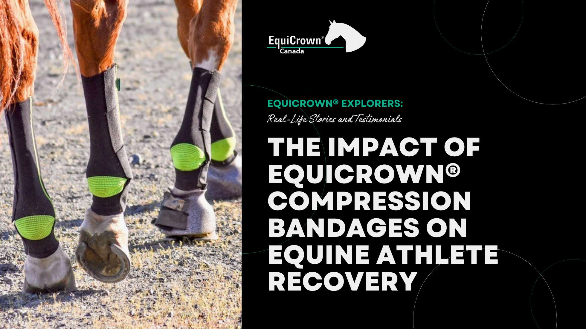 The Impact of EquiCrown® Compression Bandages on Equine Athlete Recove