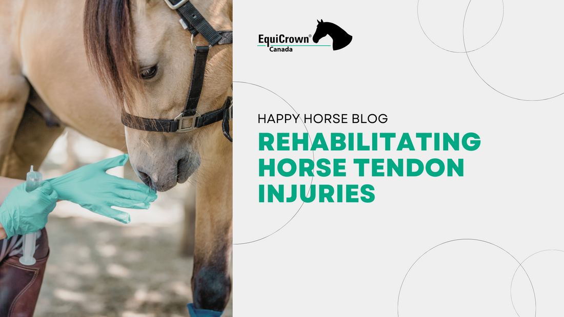 Rehabilitating Horse Tendon Injuries