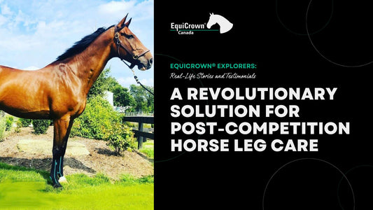 A Revolutionary Solution for Post-Competition Horse Leg Care