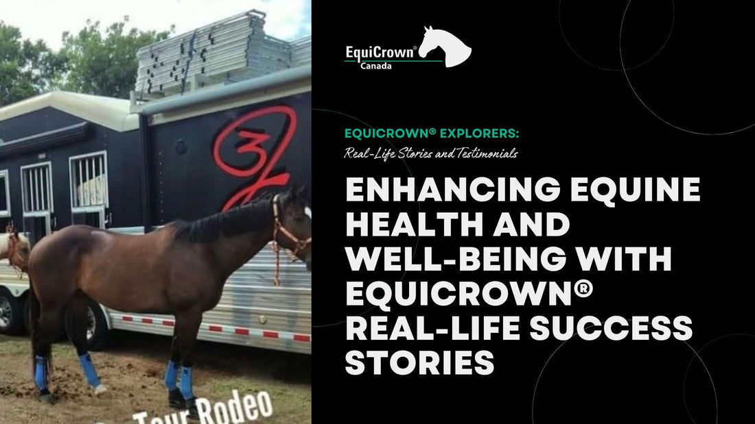 Enhancing Equine Health and Well-being with EquiCrown® Bandages: Real-life Success Stories
