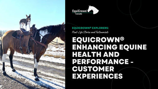 EquiCrown® Compression Bandages: Enhancing Equine Health and Performance - Customer Experiences