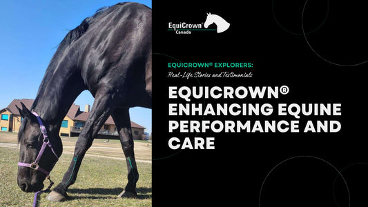 EquiCrown® Products: Enhancing Equine Performance and Care