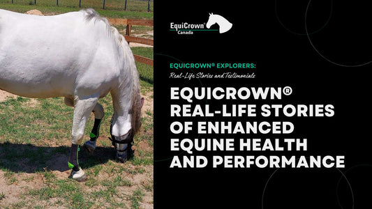 EquiCrown® Compression Bandages: Real-life Stories of Enhanced Equine Health and Performance