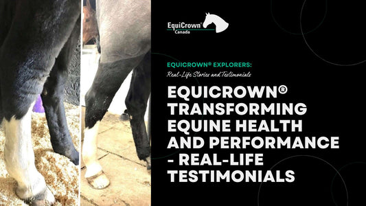 EquiCrown® Compression Bandages: Transforming Equine Health and Performance - Real-Life Testimonials