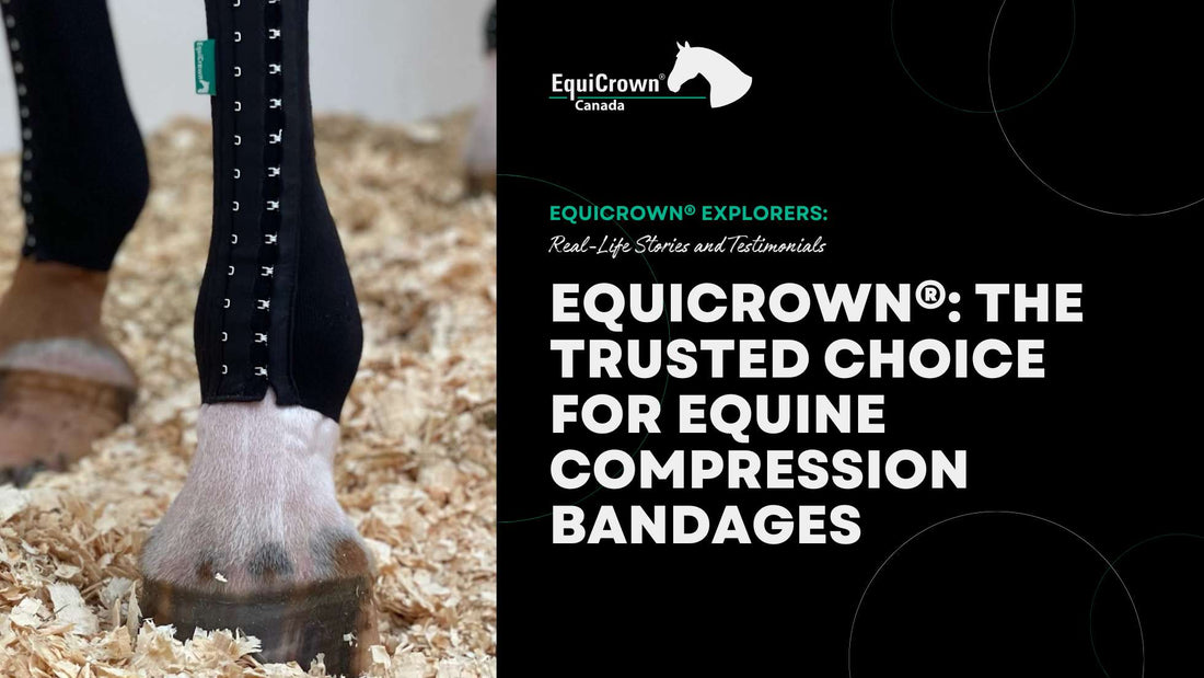 EquiCrown®: The Trusted Choice for Equine Compression Bandages