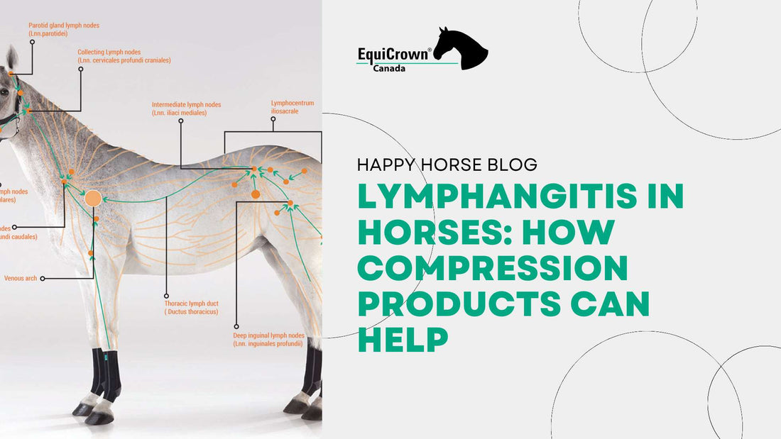 Lymphangitis in Horses: How Compression Products Can Help