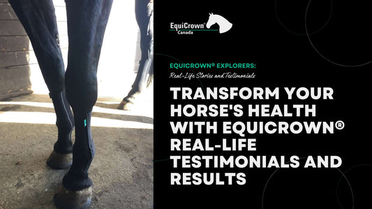 Transform Your Horse's Health with EquiCrown® Compression Bandages: Real-life Testimonials and Results